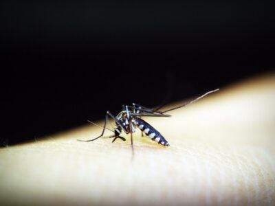 Kako spriječiti pojavu komaraca i zaštiti se od uboda